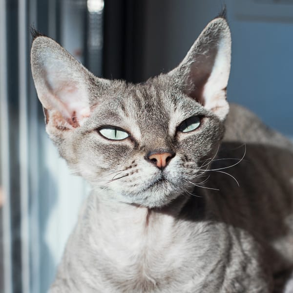 Welcome to Cat Clinic of Seattle | Animal Hospital Seattle Welcome to Cat Clinic of Seattle | Animal Hospital Seattle