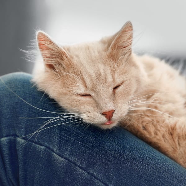 Internal Medicine, Cat Clinic of Seattle, Seattle