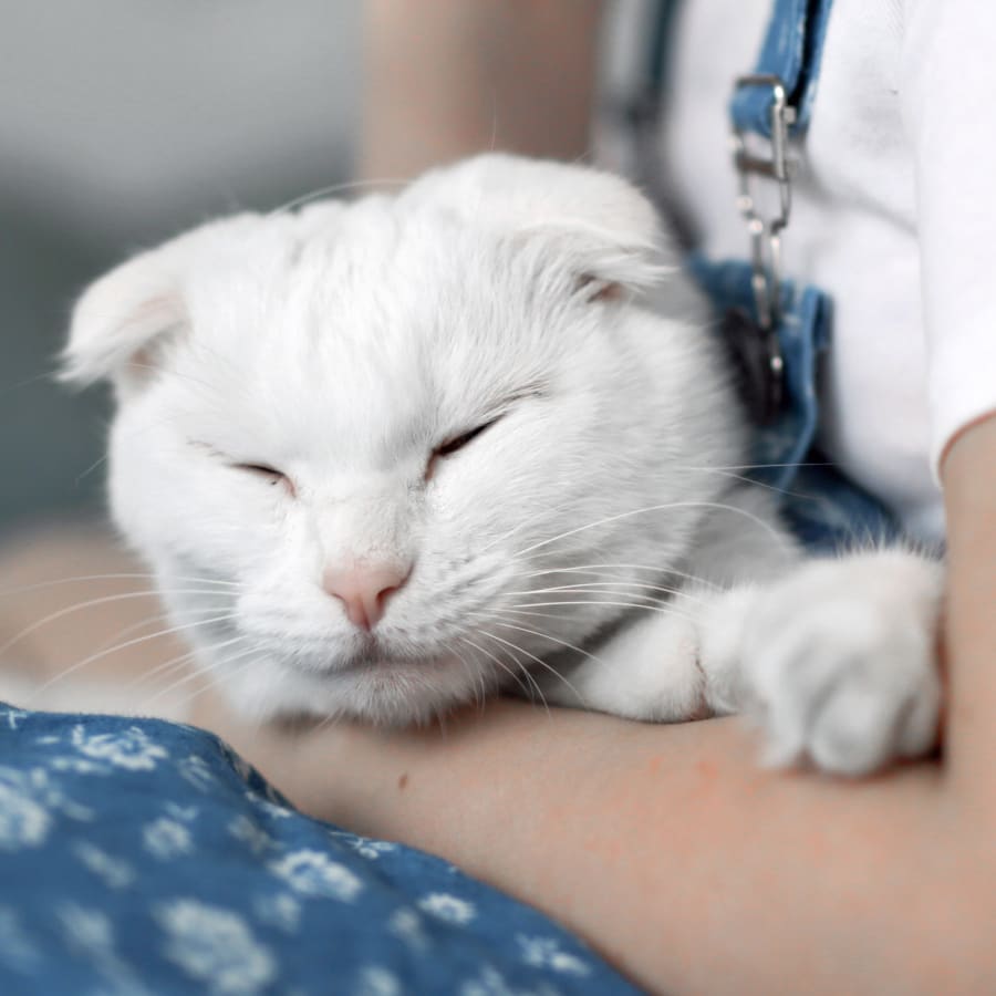 Cat Vaccinations & Parasite Prevention Services